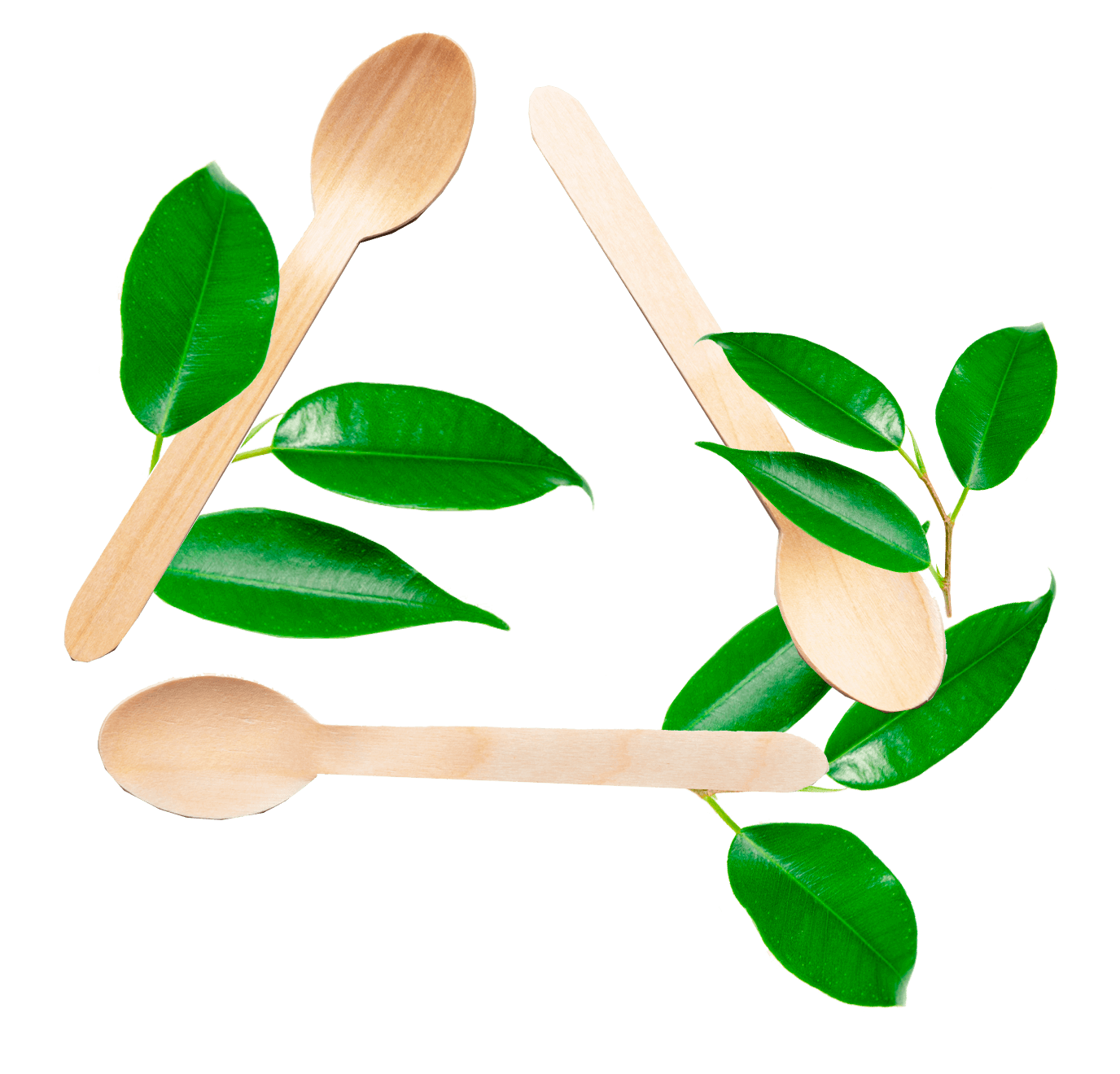 MADERA - Envases biodegradables ECOLINE